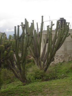 cactus-oaxaca.jpg 