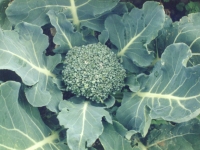 200_broccoli2.jpg