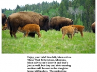 200_yellowstone.bison.calves.jpg