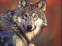 200_graywolfcreditgarykramerusfws.jpg