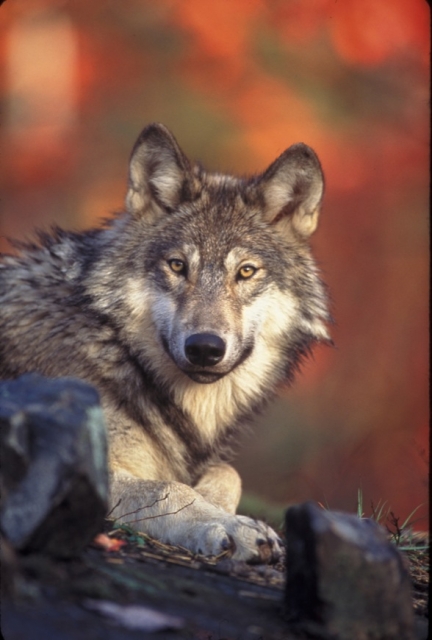 640_graywolfcreditgarykramerusfws.jpg 