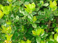 quercus_agrifolia_foliage.jpg