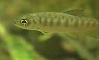 young_coho_1.jpg 
