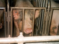 gestation-crates.jpg