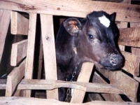 veal-crates.jpg