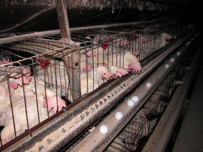battery-cages.jpg 