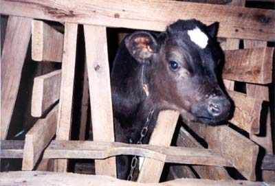 veal-crates.jpg 