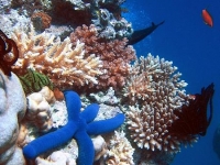 450px-blue_starfish.jpg