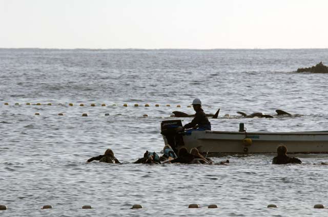 surfers-expose-taiji-pilot-.jpg 