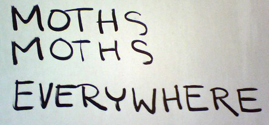 moths-everywhere.jpg 