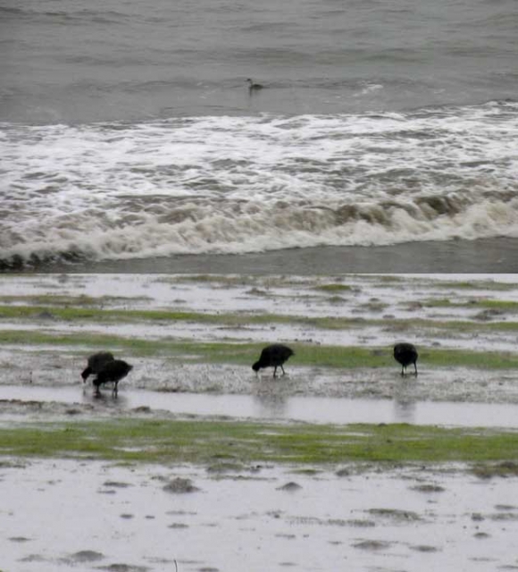 640_birds-bolinas.jpg 