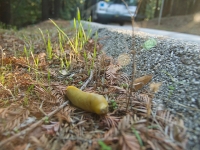 banana-slug_11-13-07.jpg