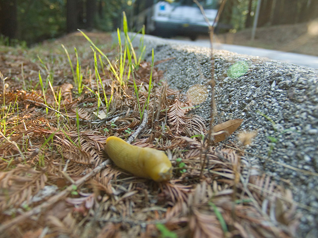 banana-slug_11-13-07.jpg 