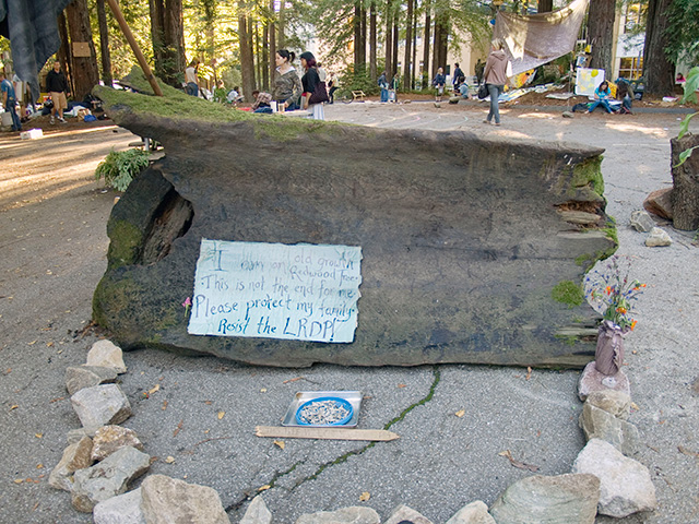 redwood-tree_11-13-07.jpg 