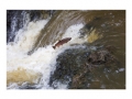 coho_leap_susanf05_1.jpg