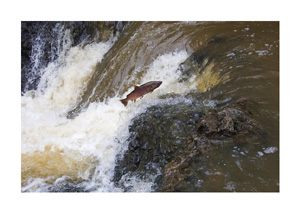 coho_leap_susanf05.jpg