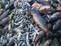 200_pile_of_dead_fish_1.jpg
