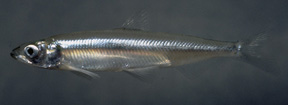 delta-smelt-moose-petersen-usfws2_1.jpg 