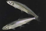 In light of the continuing collapse of the Bay-Delta ecosystem, a federal judge's written order this Friday to protect delta smelt is very welcome good news for the California Delta and those who are 