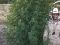 orgnic_outdoor_grown_cannabis.jpg