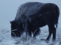 snowy_buffalo.jpg
