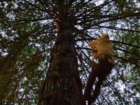 tree-sitter_1-6-08.jpg