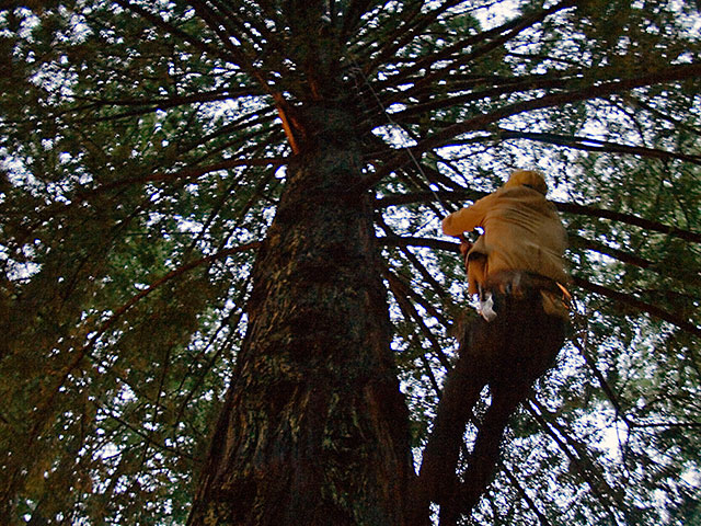 tree-sitter_1-6-08.jpg 