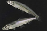 Delta smelt, longfin smelt, Sacramento splittail, American shad and juvenile striped bass populations on the California Delta continue their downward decline, according to the results of the fall midw
