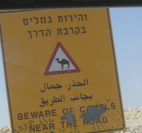 camels_in_the_road.jpg 