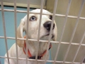 shelterdog.jpg