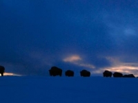 buffalo_2008-01-17.jpg