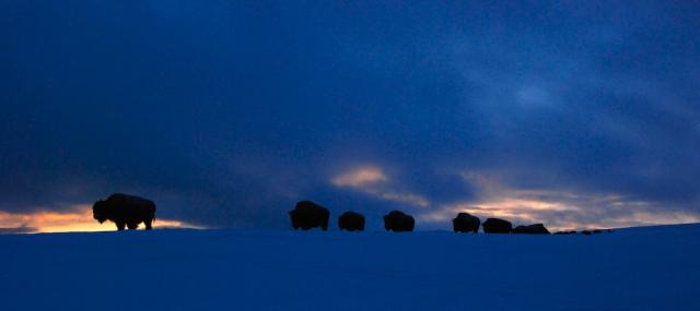 buffalo_2008-01-17.jpg 