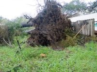 fallen-tree_1-27-08.jpg