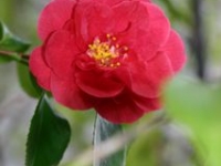 first_red_camellia_1_1.jpg