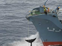 whaling-500_2006greenpeace.jpg