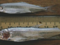 longfin_smelt.jpg