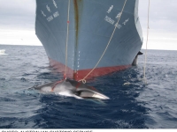 australiancustoms-whalinginthesouthernocean_3sm.jpg