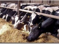 dairy_cows_feeding.jpg