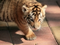 babytiger.jpg