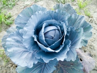 cabbage_3-27-08.jpg