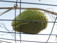 chayote_3-27-08.jpg