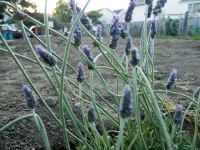 lavender_3-27-08.jpg