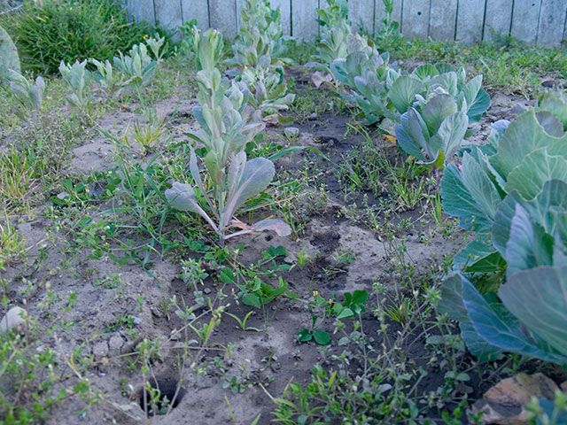 brussel-sprouts_3-27-08.jpg 