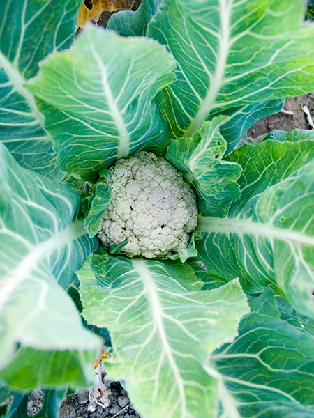 cauliflower_3-27-08.jpg 