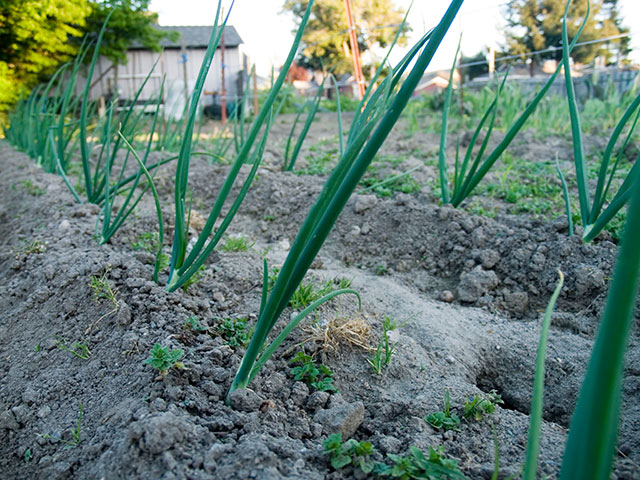 cebolla_3-27-08.jpg 