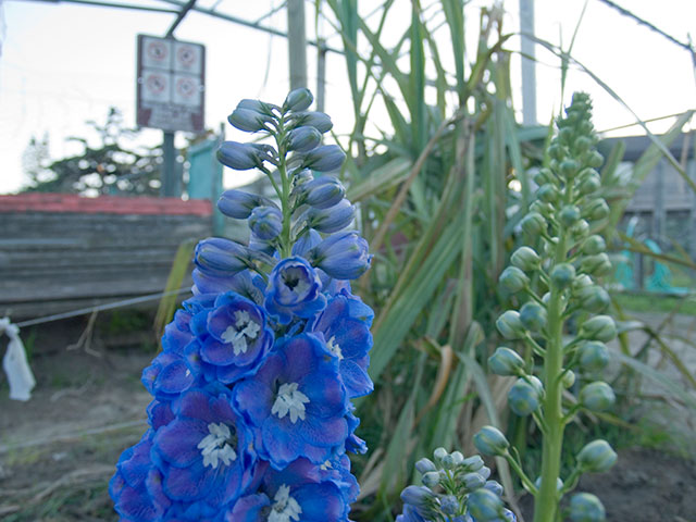 flowers_3-27-08.jpg 