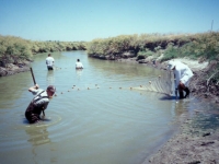 200_seining_for_fish_on_mud_slough_1.jpg