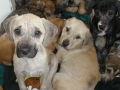 ilovepuppies.jpg
