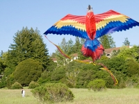 macaw-kite_4-20-08.jpg