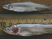 Another California Delta fish - the longfin smelt - has moved closer to joining delta smelt, winter run chinook salmon, green sturgeon and other species for listing under the federal Endangered Specie